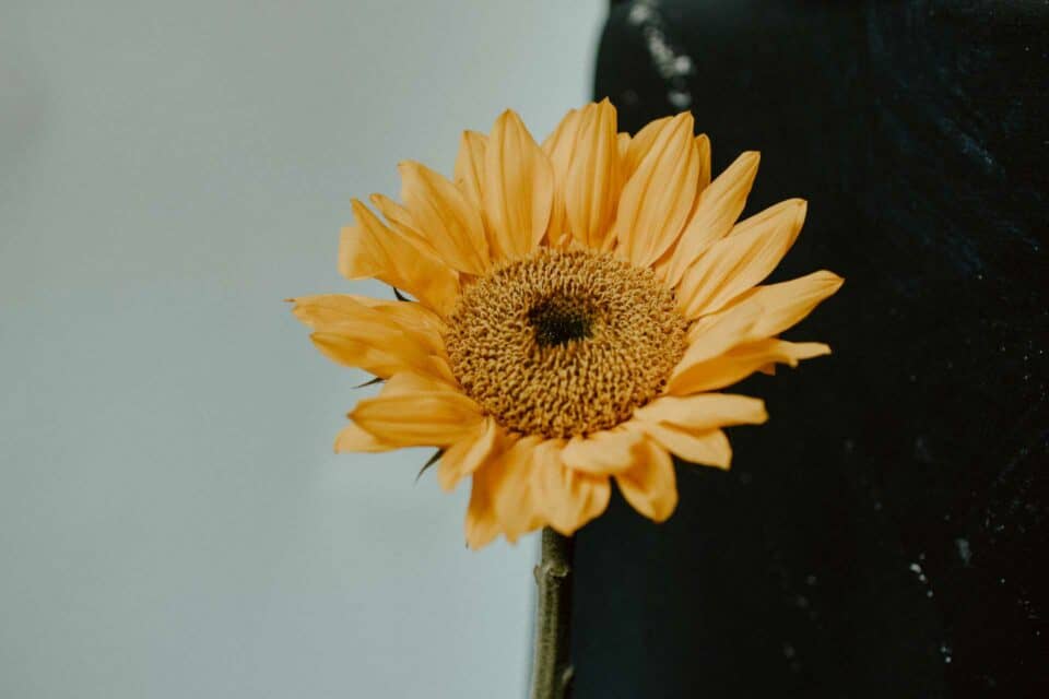 An important yellow sunflower in a vase.