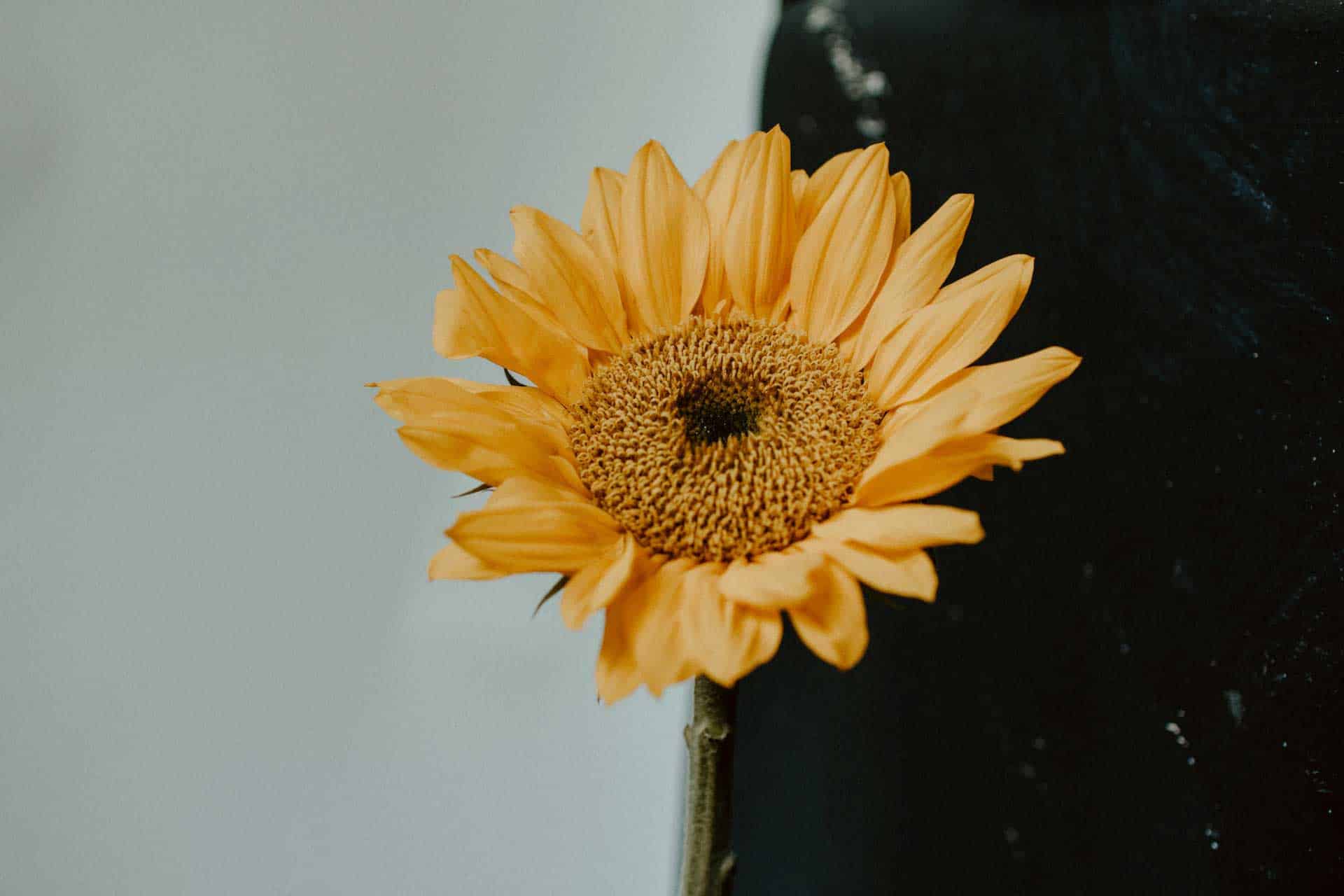 An important yellow sunflower in a vase.